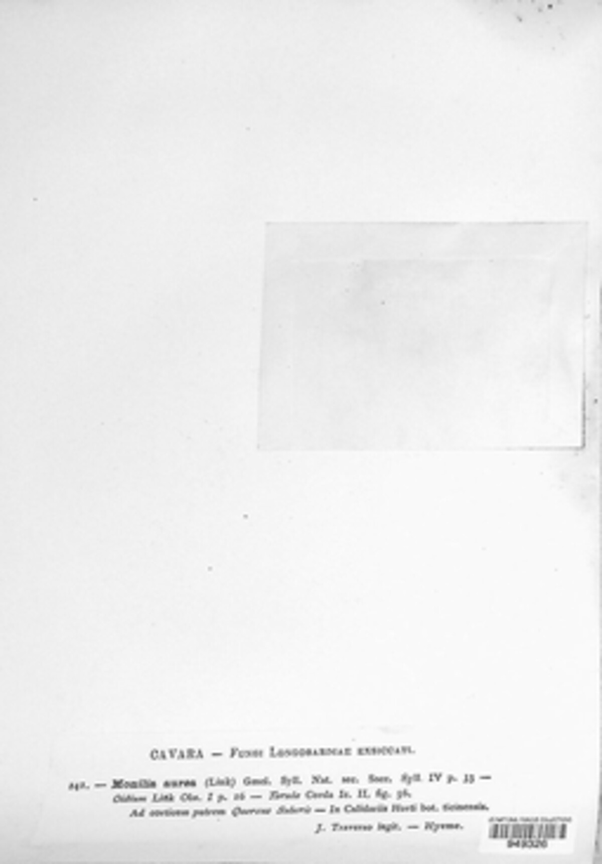 Botryobasidium aureum image